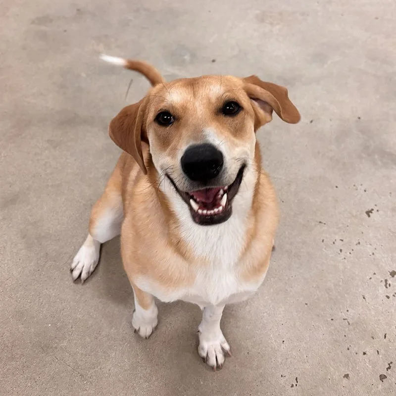 Presentable K-9