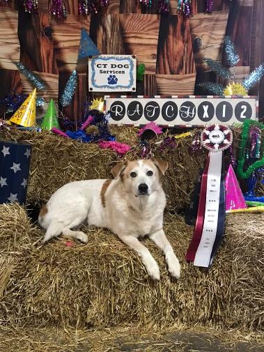 CT Dog Services,Inc – Louisiana