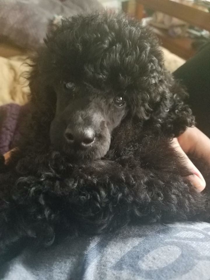 Now and Zen Dog Training
