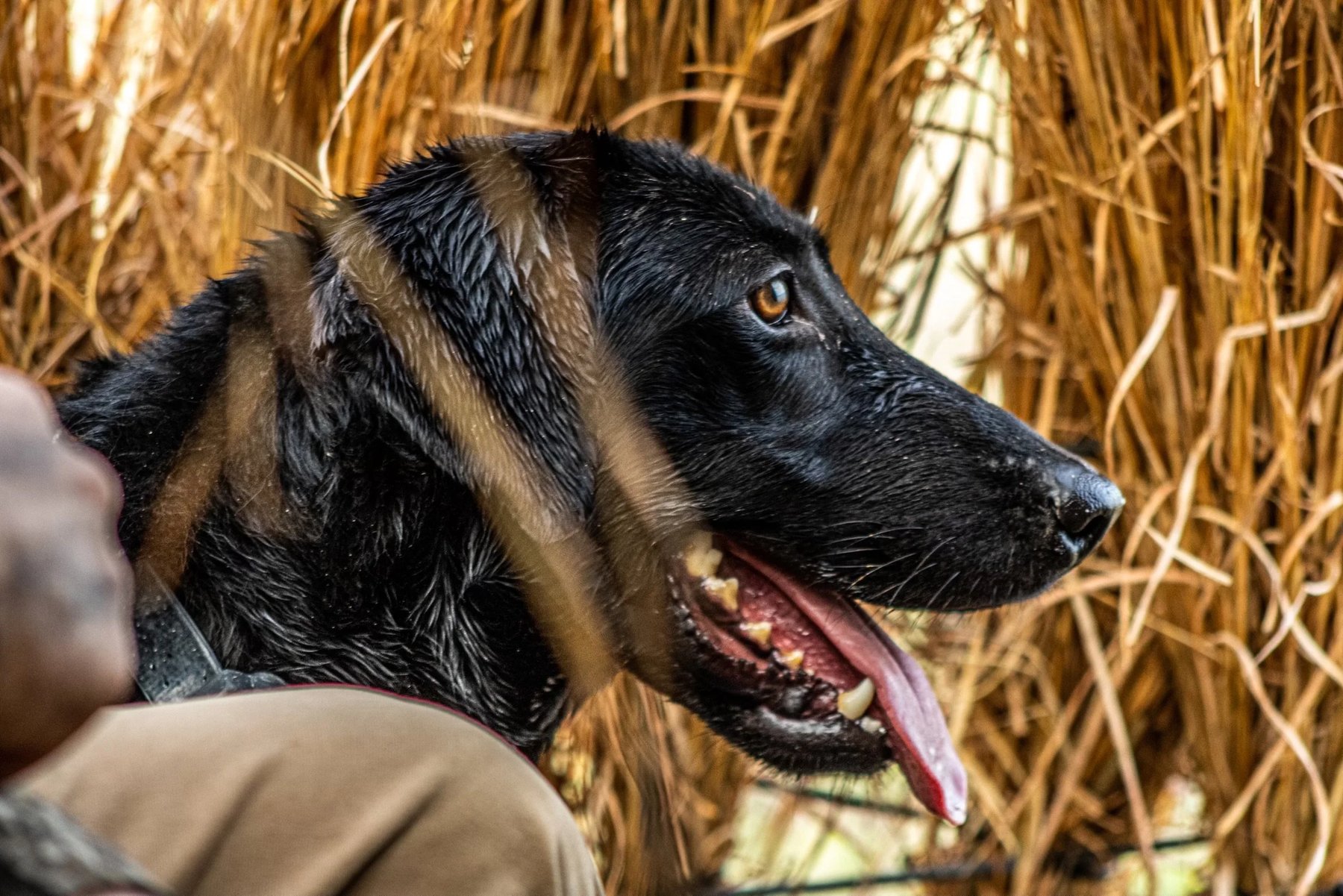 Kiokee Creek Kennels and Spa