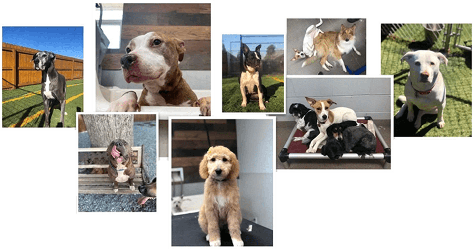 Ultimate Canine Care