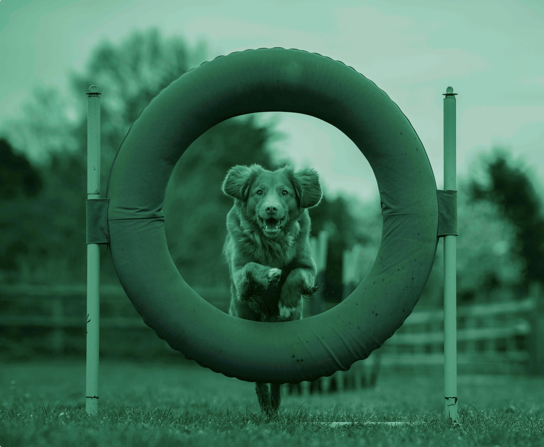 Canine Athletics Training Center