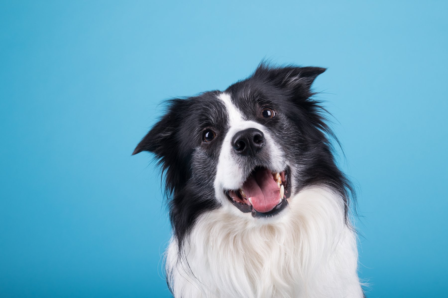 On Command Dog Training LLC — dog trainer in Hampton Roads, VA