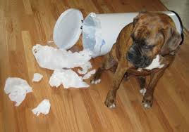 Loyal K-9 Training