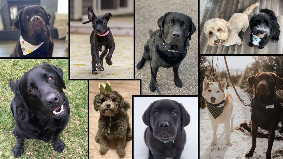 HT Dog Training — dog trainer in Holland, MI