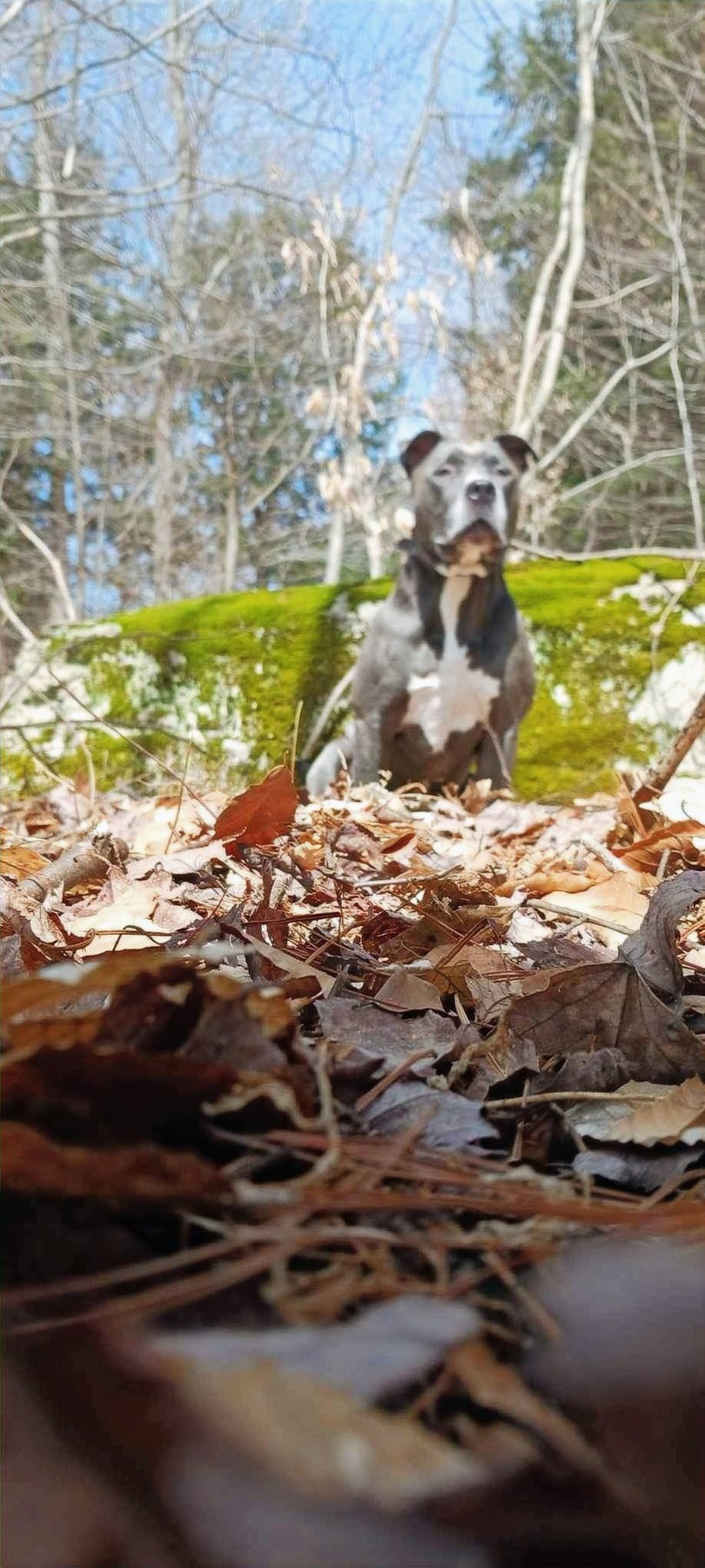 Furry Family Dog Training & Sitting