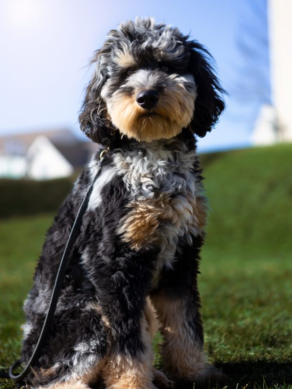 Better Bond Dog Training