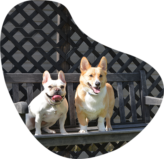 Bark & Learn - Best Dog Training & Sitting in Rye Brook, NY — dog trainer in White Plains & Westchester, NY