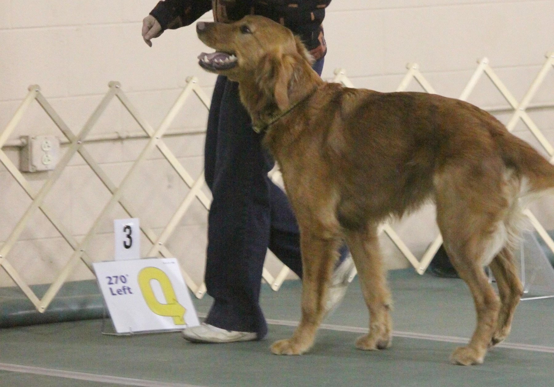 Murfreesboro Obedience Training Club