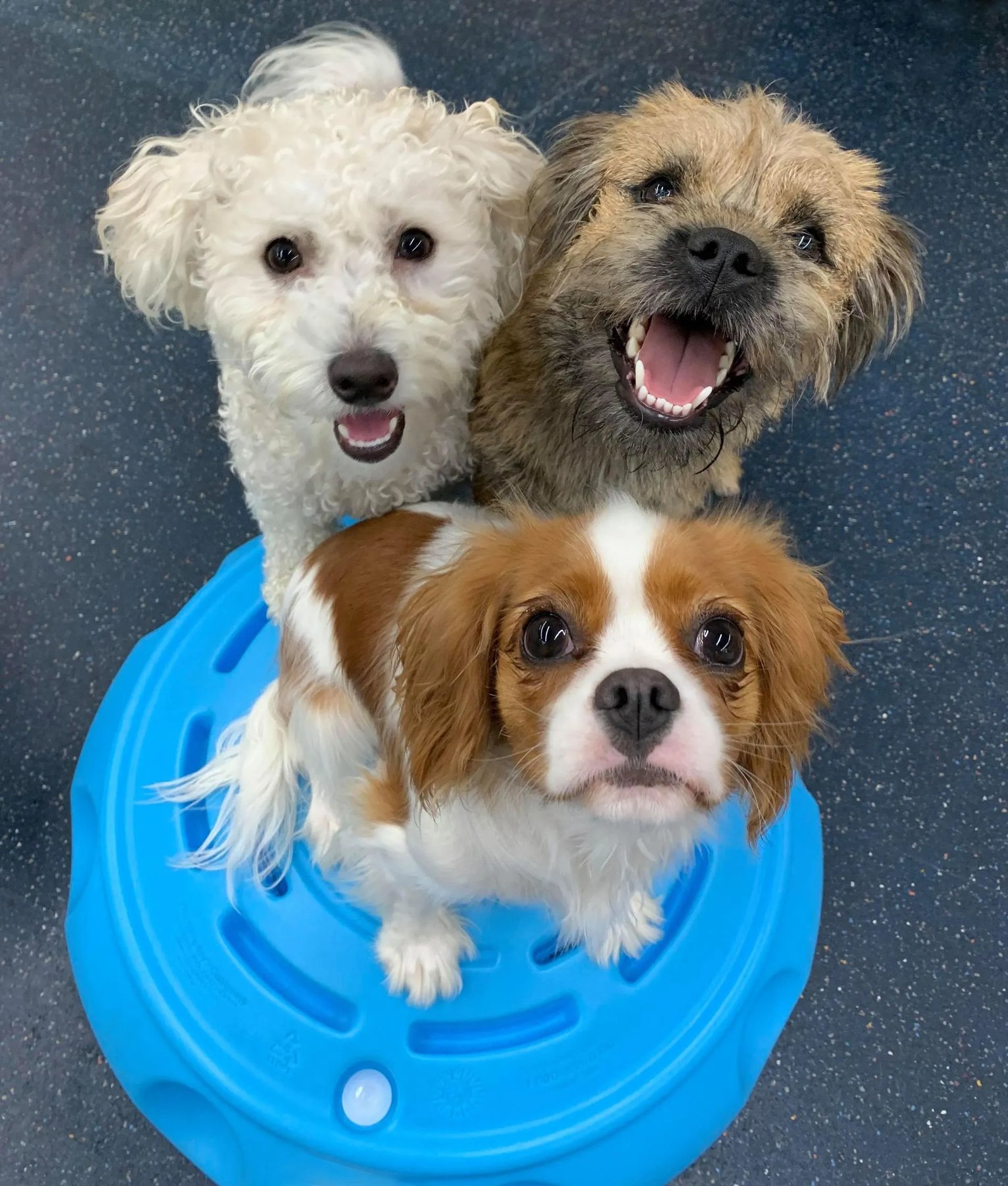 Sit! Stay! Play!