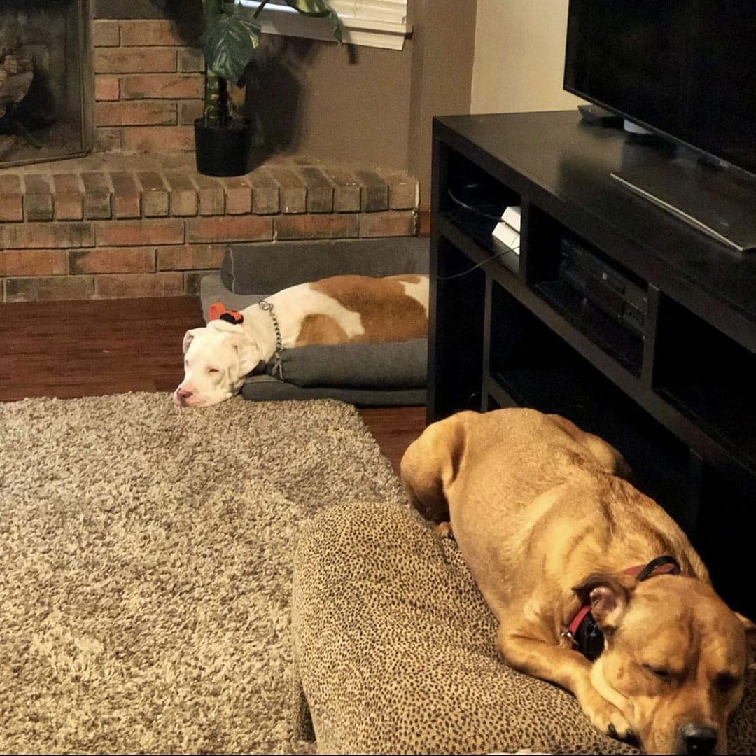 Torchlight K9 – Tulsa OK
