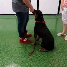 Royal K9 Behavioral Academy