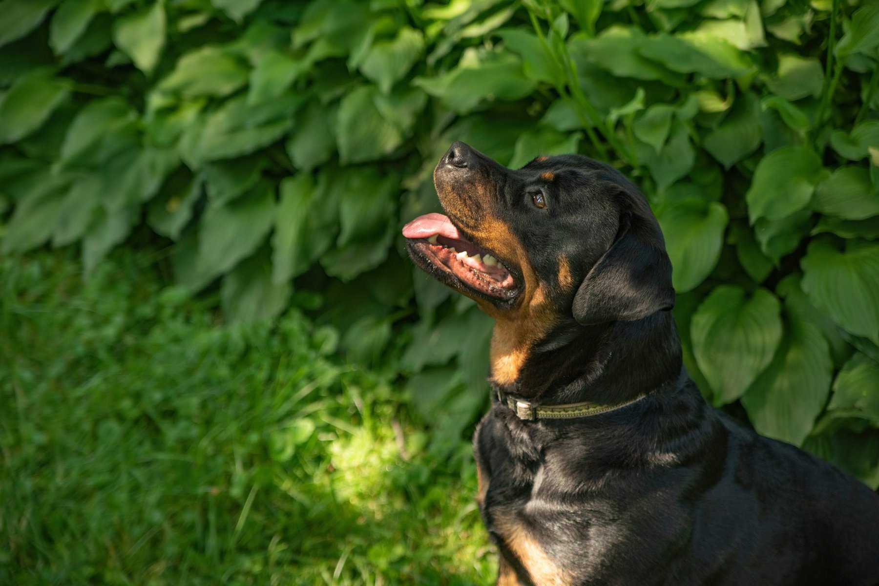 Monticello Dog Academy