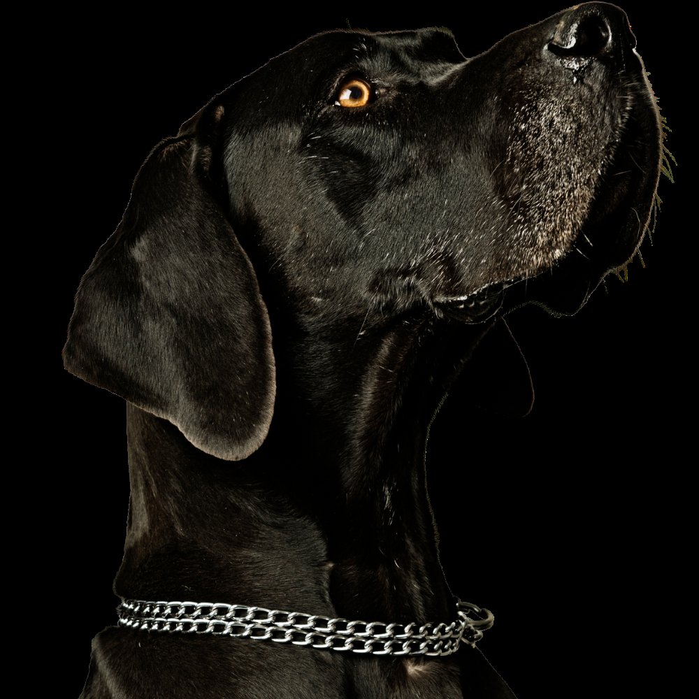 Carolina Canine College