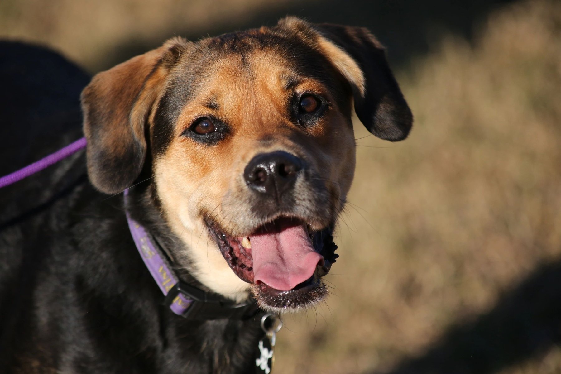TOP Dog Training – TRUST, OBEY, PERFORM