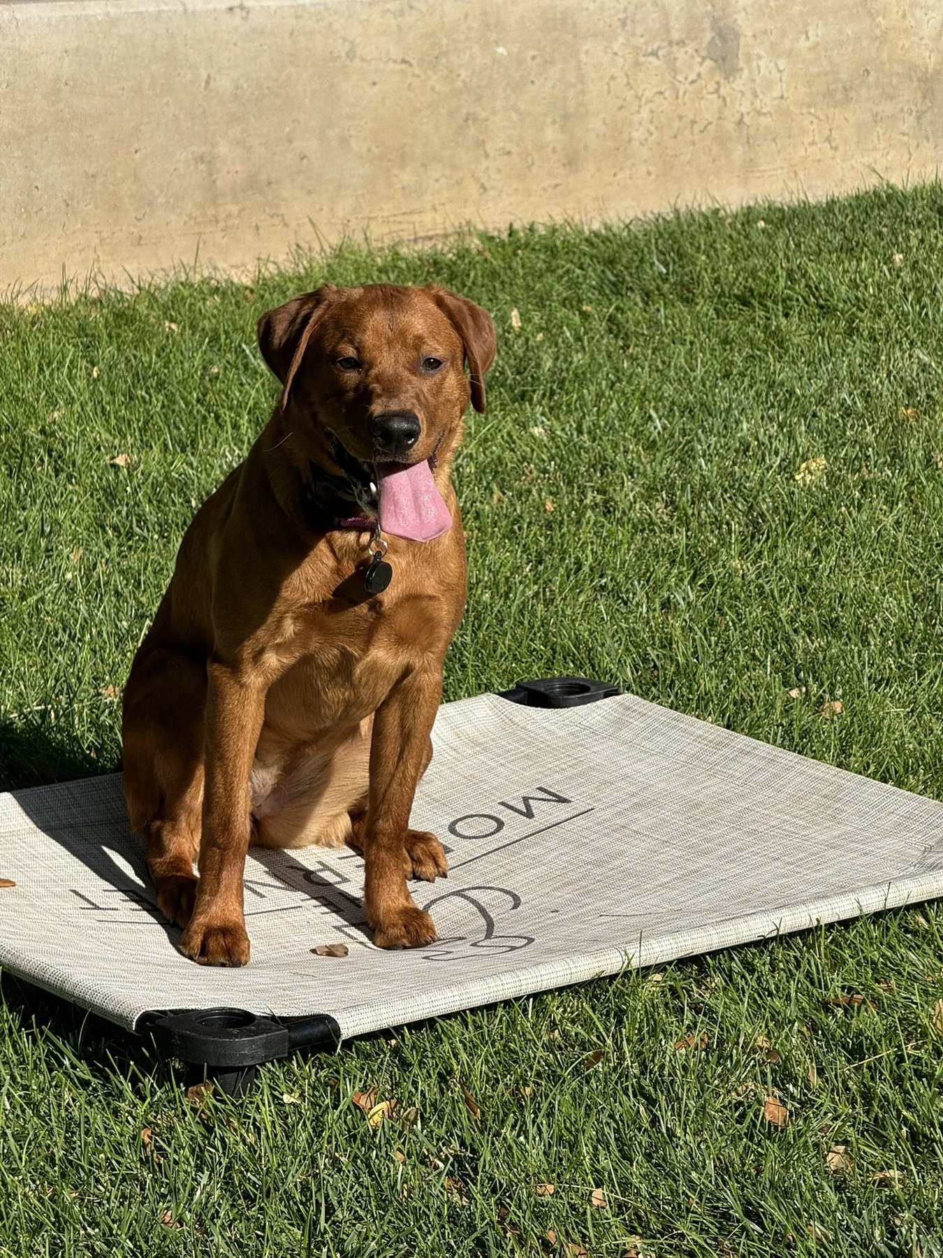 Boring Dog Training