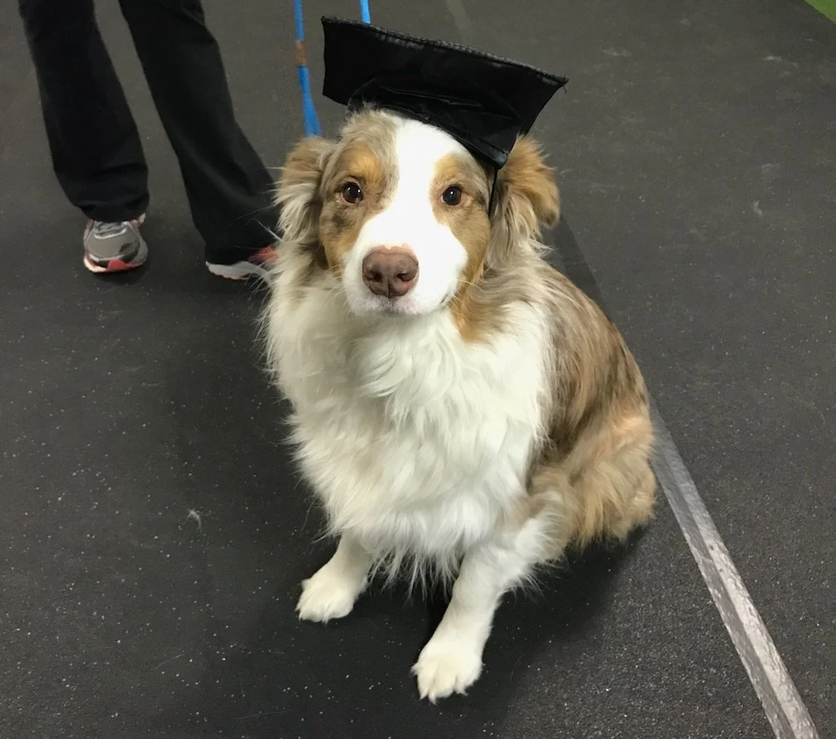 Front Range K9 Academy — dog trainer in Denver, CO