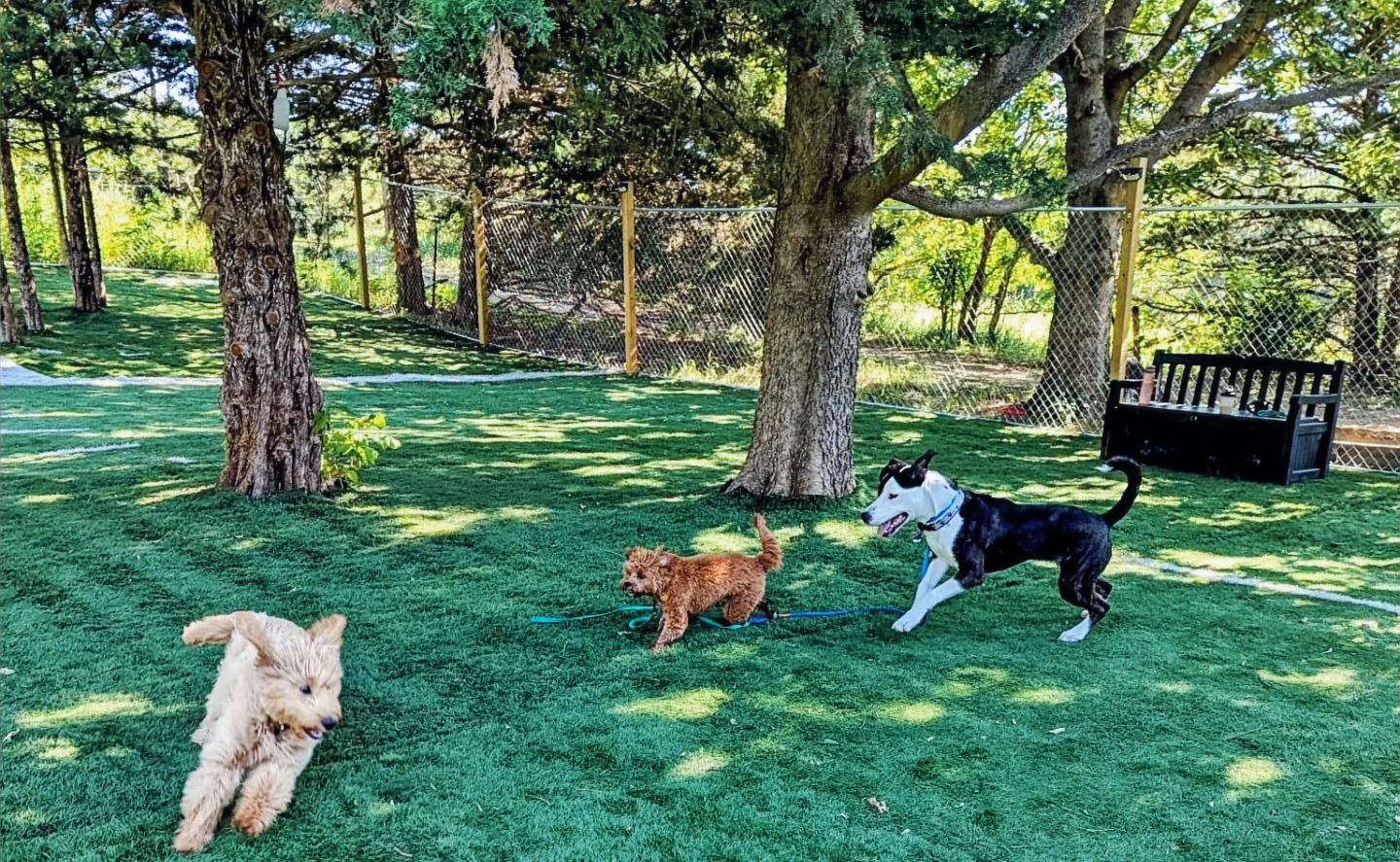 Canine Field of Dreams