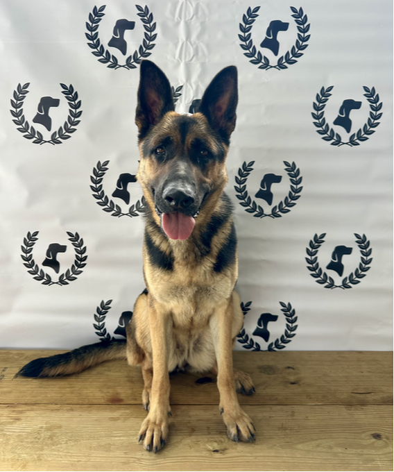 Waller K-9 Training
