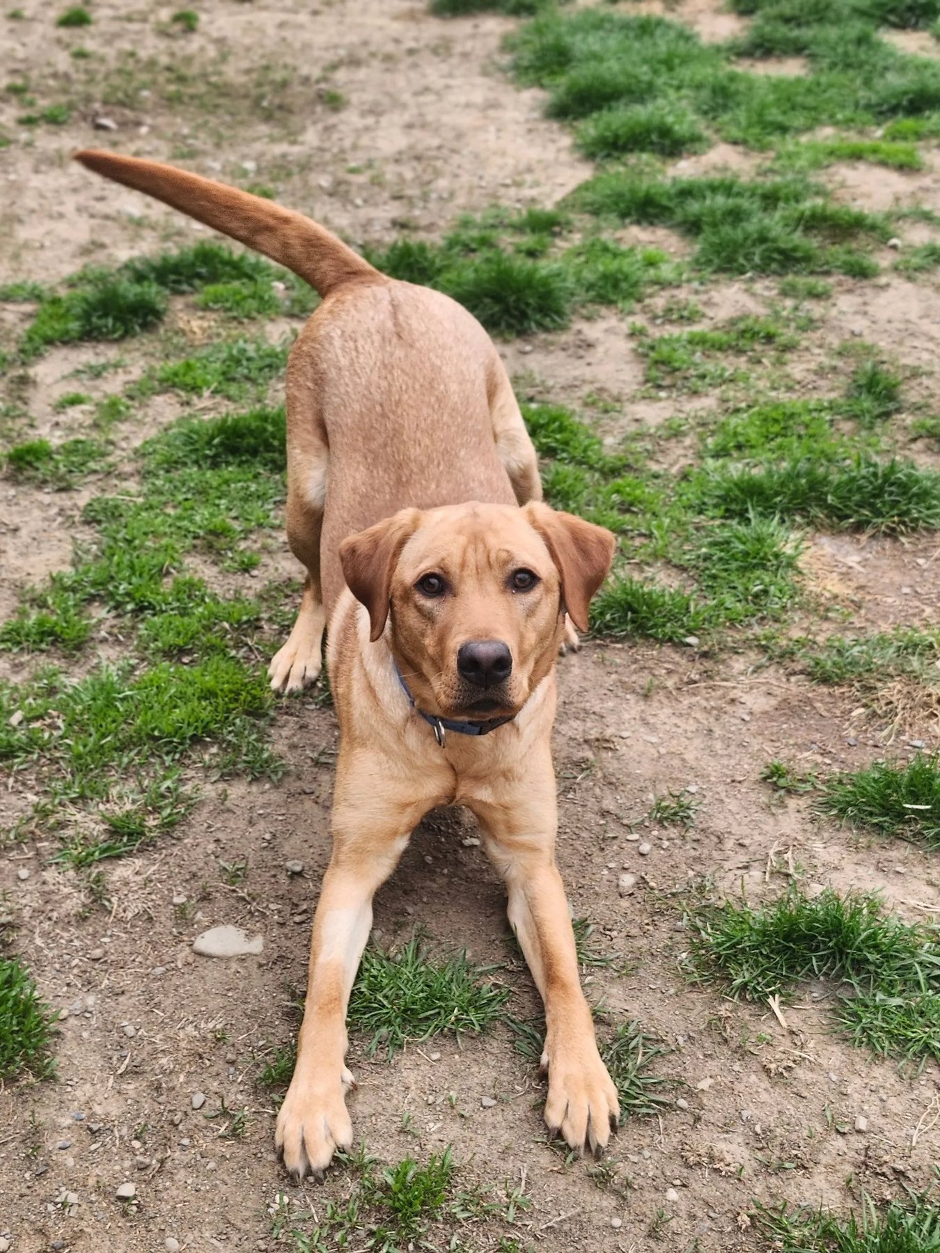 D.O.G. Board N' Train — dog trainer in Hudson, Columbia & Greene Counties, NY