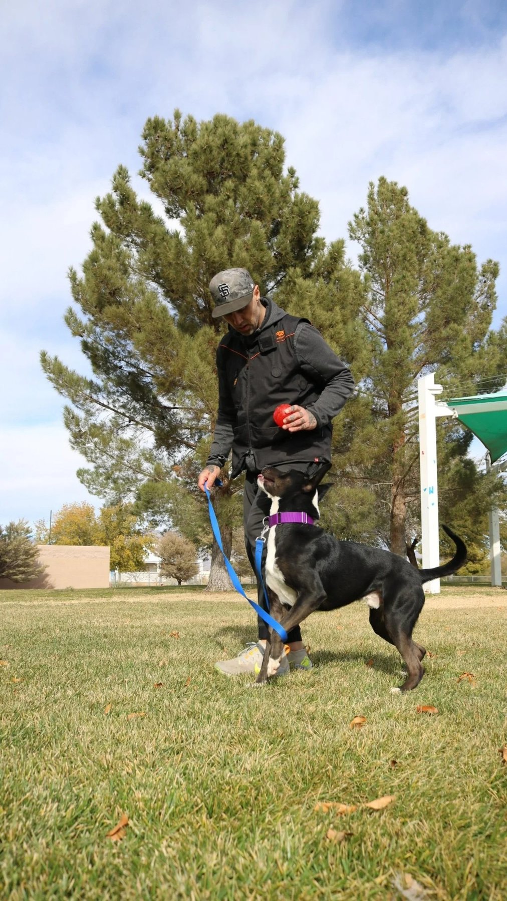 Parker's Pack Dog Training — dog trainer in Las Vegas, NV