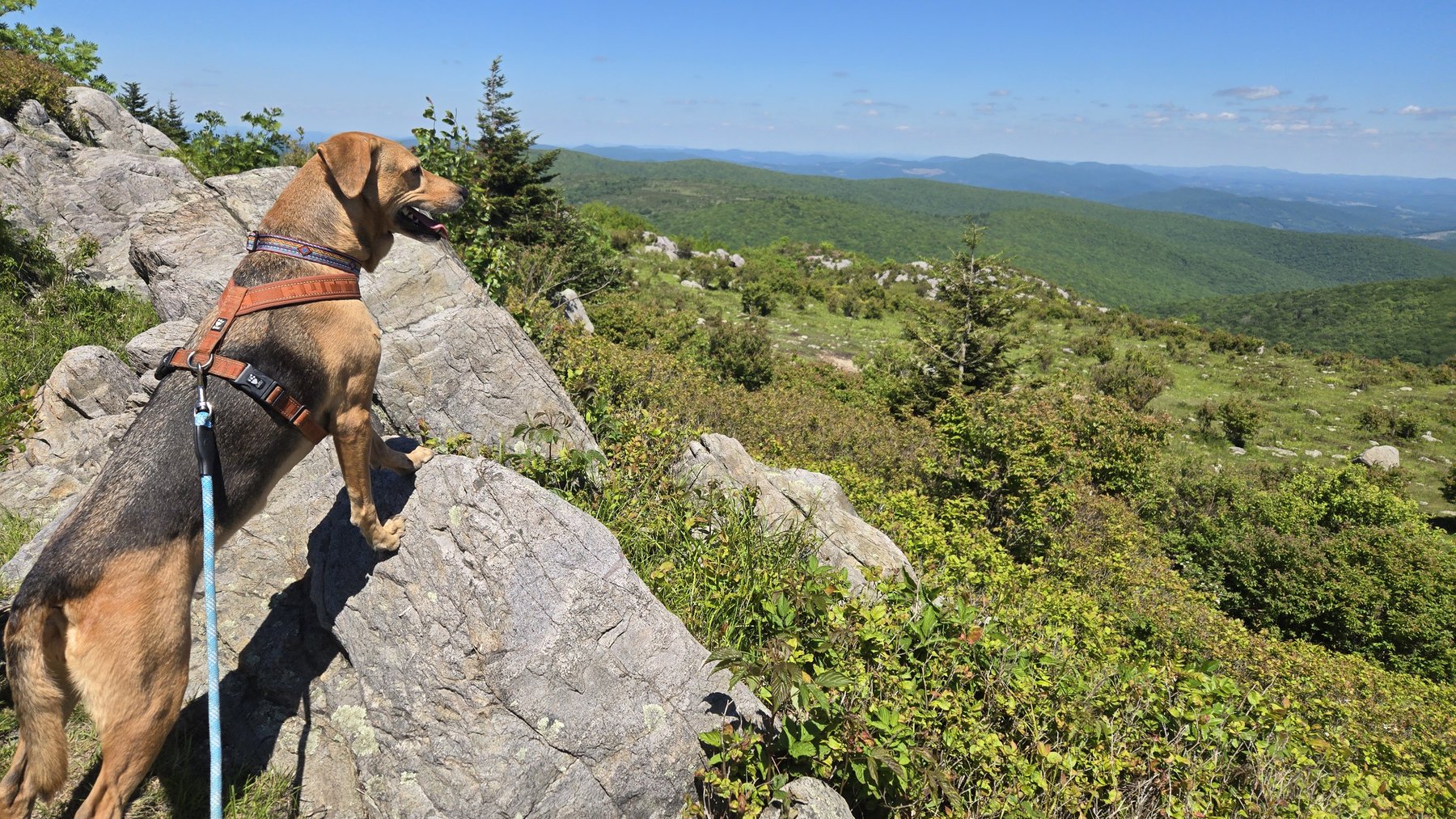 Brian Ezzell Dog Training, LLC