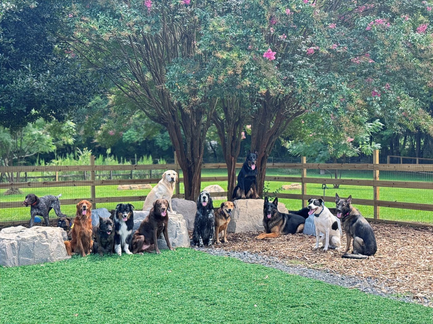 The Dog Pack Training & Adventures