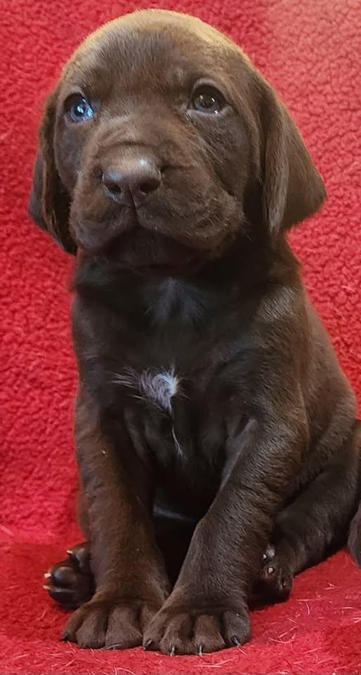 Quint Valley Gun Dogs