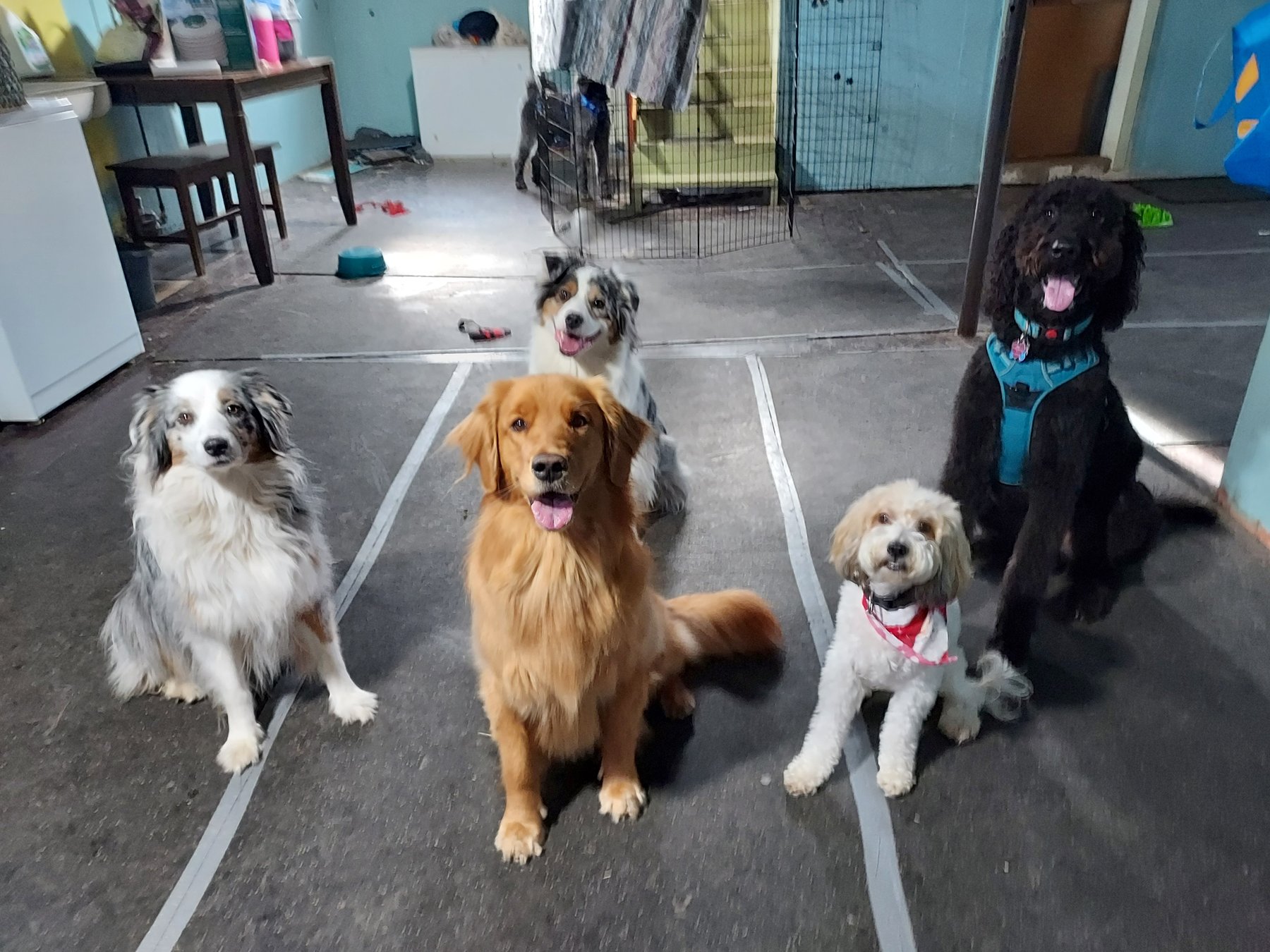 Sarah Pyle Dog Training
