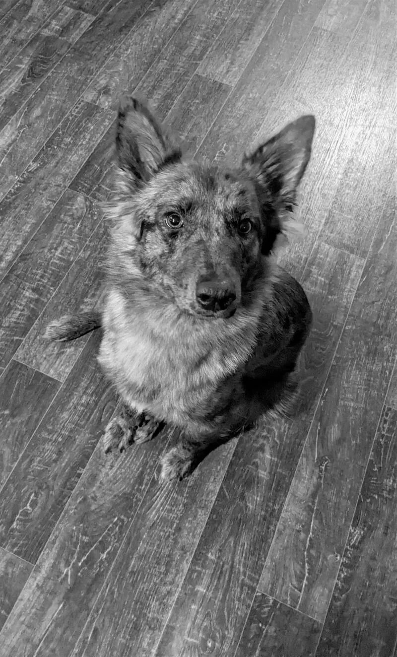 Nightglo Adventure Dog Training
