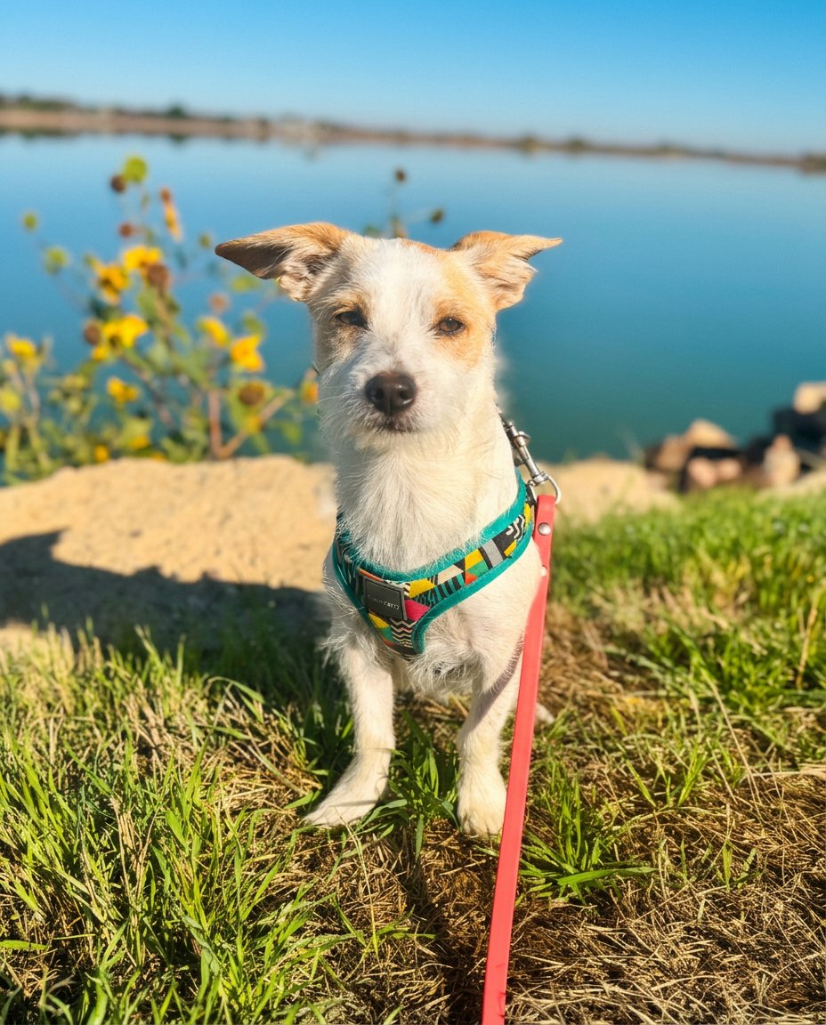 Benevolent Bark