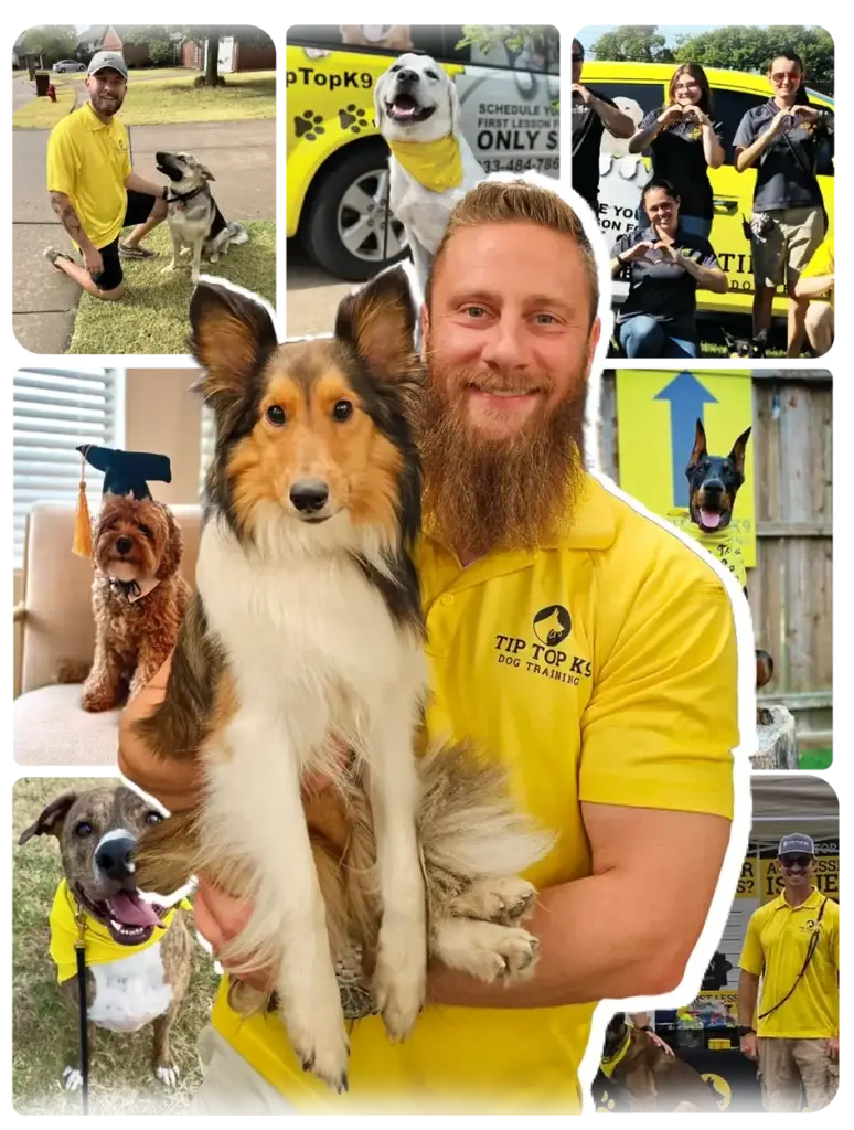 Tip Top K9 Sterling Heights Dog Training