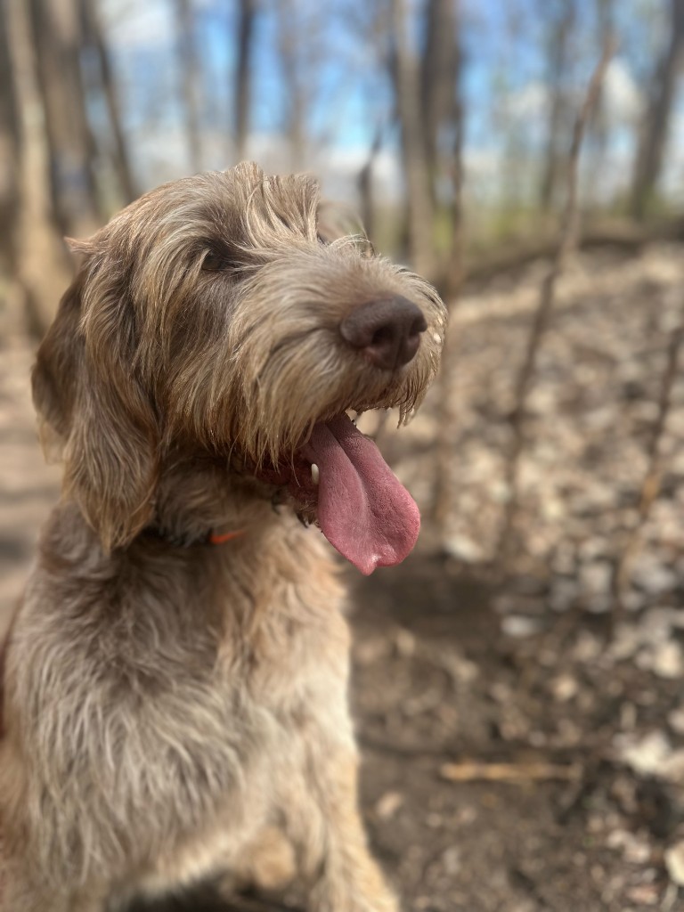 Sit Pretty K9