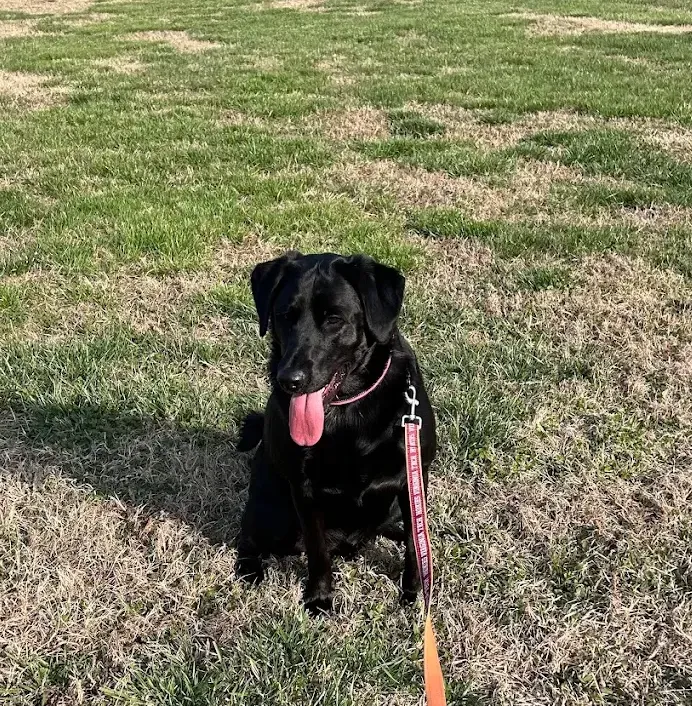 True Potential Dog Training LLC