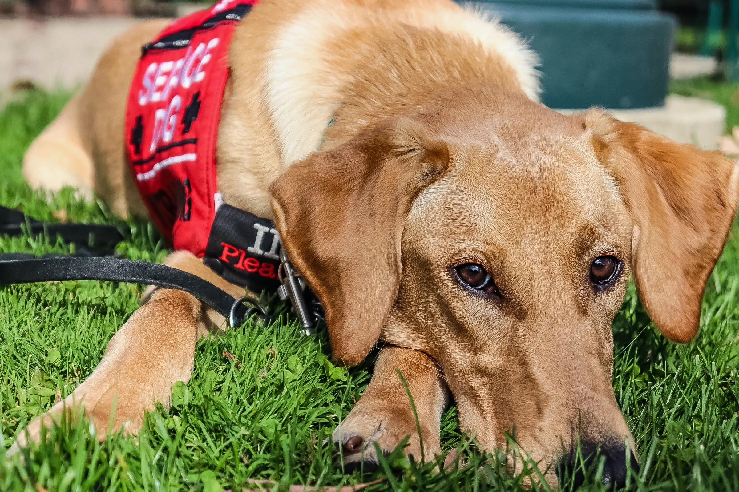 For Paws Dog Training — dog trainer in Evanston, IL