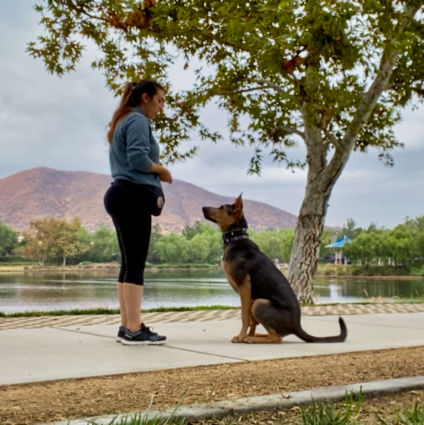 Shades Of Blu Dog Training INC