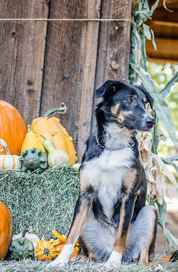 Peace Of Mind Dog Boarding