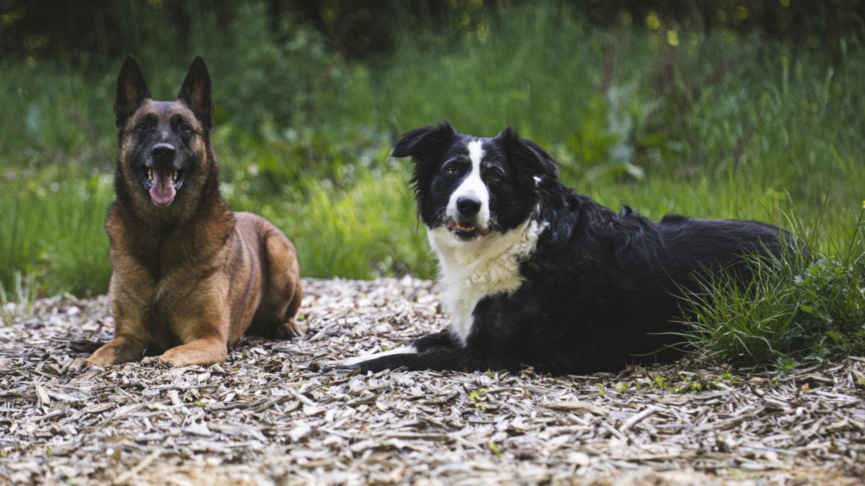 Kai’s Obedience LLC
