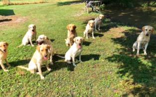 Cypress Slew Retrievers
