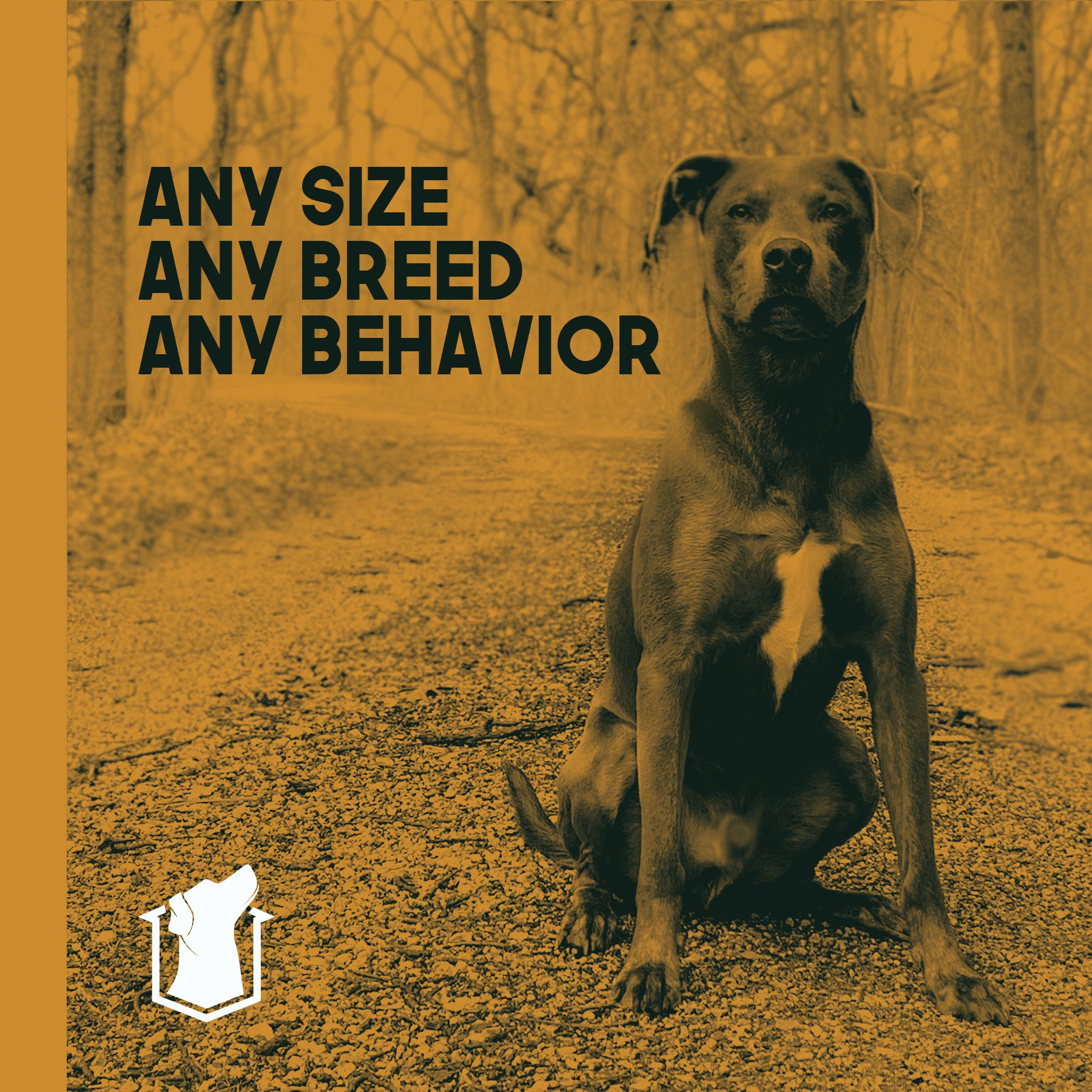 The Steadfast Canine