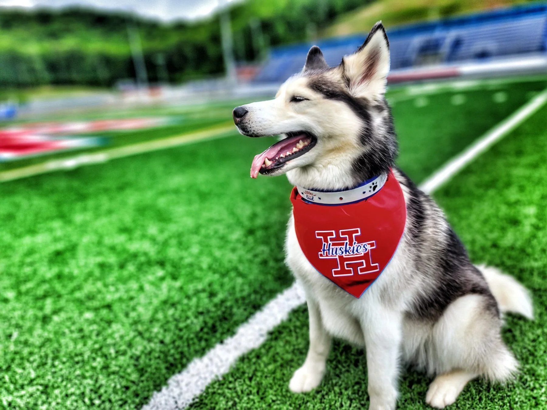 Follow Our Lead — dog trainer in Charleston, WV