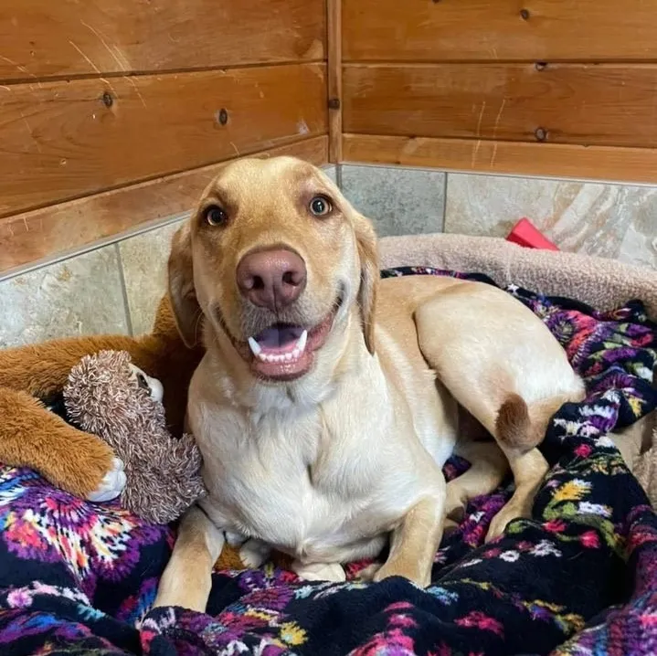Milton Manor Pet Resort & Spa