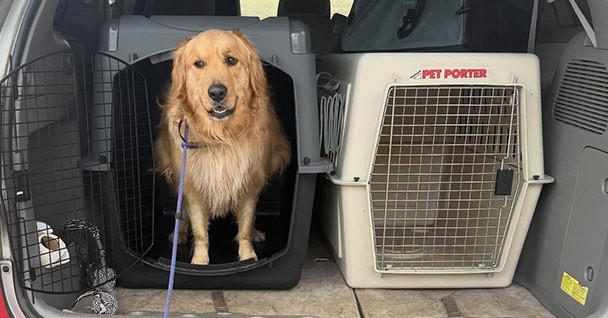 Sit Means Sit Dog Training