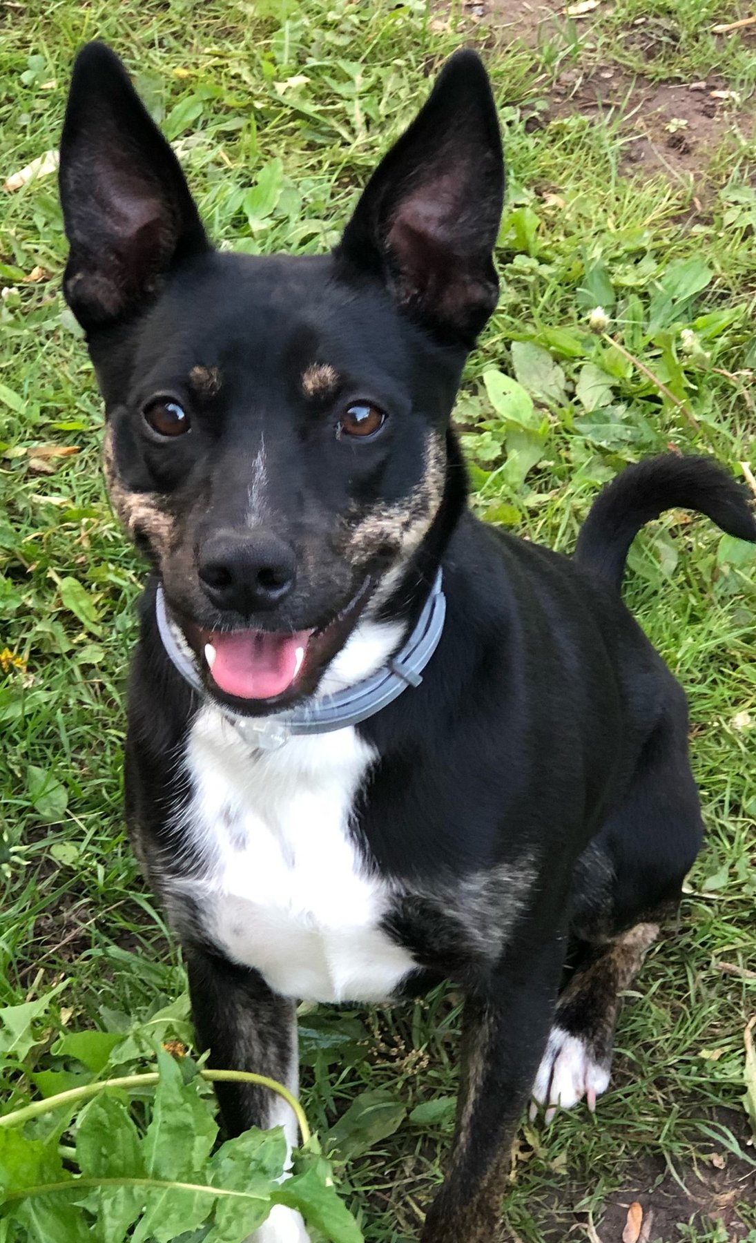 Howl-N-Bark Training LLC