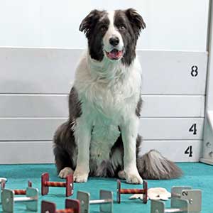 Car-Dun-Al Dog Obedience Training Club