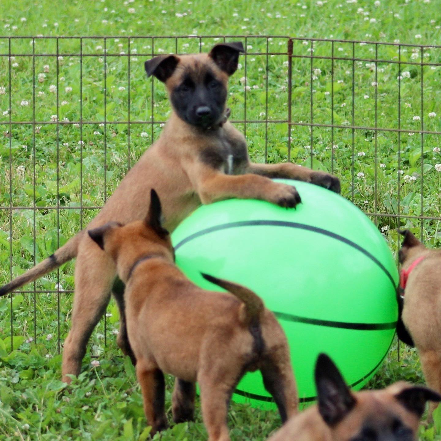 Underwood K9