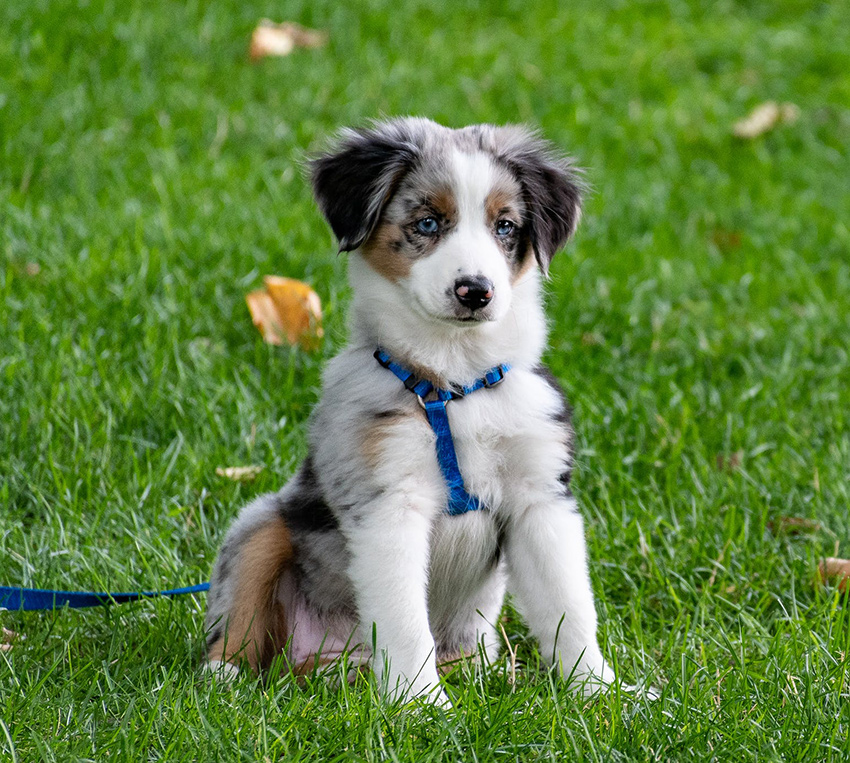 Dog Training Club of Champaign-Urbana — dog trainer in Champaign, IL