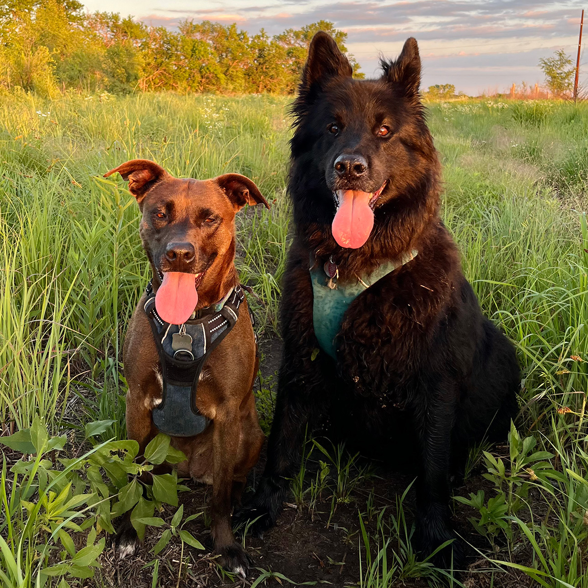 Family Dog Training & Behavioral Center, LLC