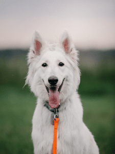 Sequoyah K9 Academy — dog trainer in Chattanooga, TN