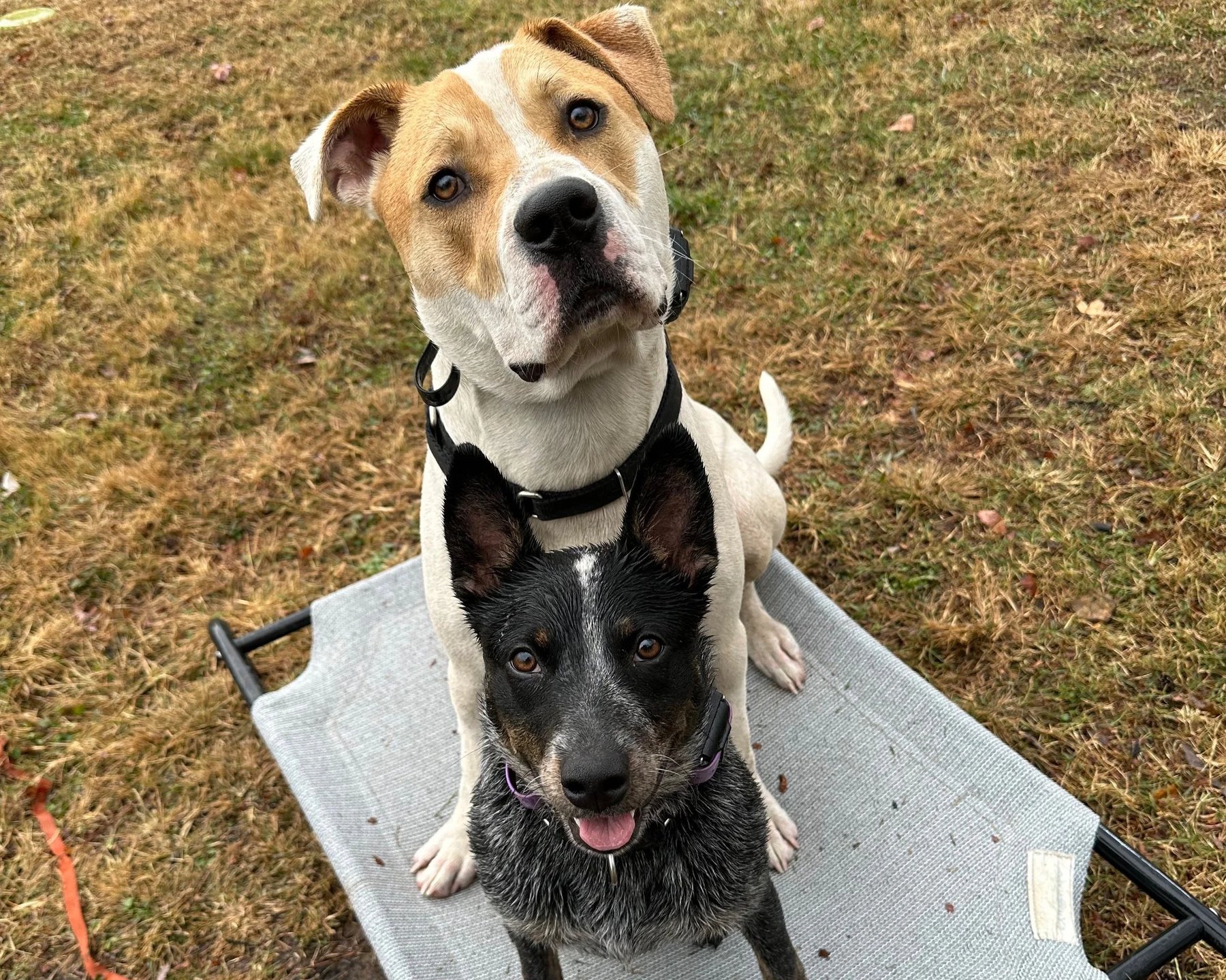 4 Paws Canine Training, LLC